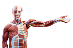 Síndromes de Ehlers Danlos